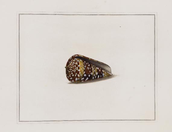 Thomas Martyn - Original watercolours for shells. Um 1784. - 