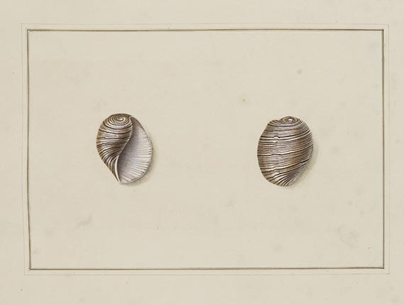 Thomas Martyn - Original watercolours for shells. Um 1784. - 