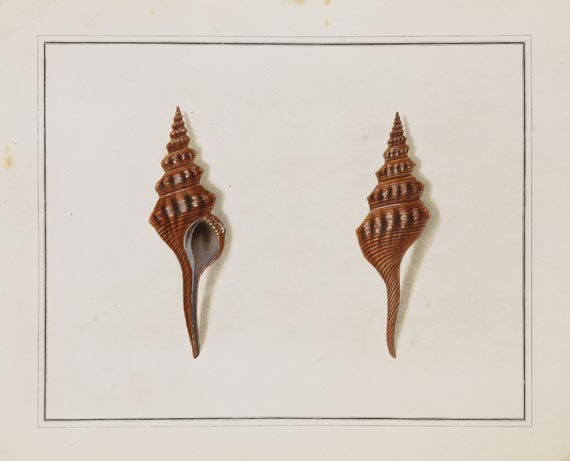 Thomas Martyn - Original watercolours for shells. Um 1784.