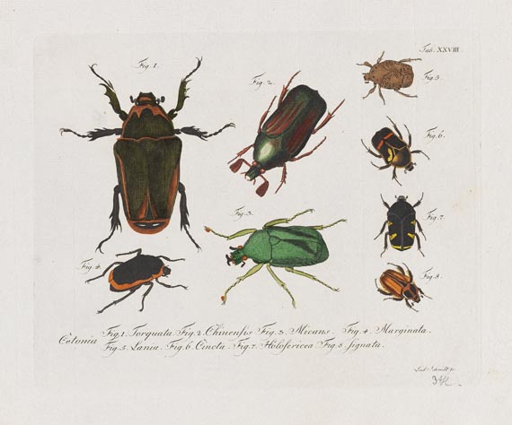 Carl Gustav Jablonsky - Natursystem. Die Käfer. 10 Hefte mit 195 Tafeln. 1785-1806. - 