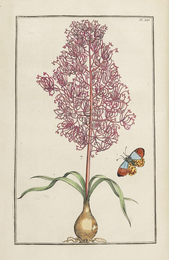 Maria Sibylla Merian - Histoire générale des insectes. 1771. - 