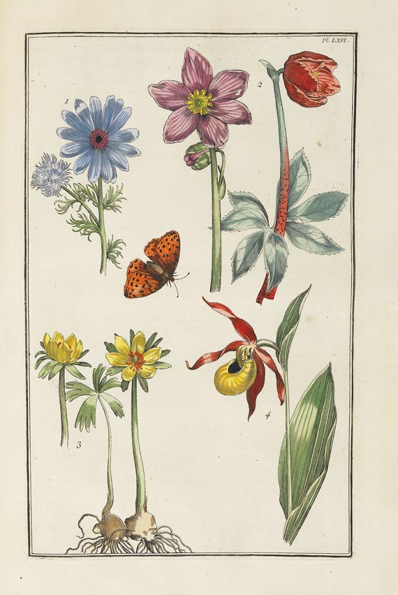 Maria Sibylla Merian - Histoire générale des insectes. 1771. - 