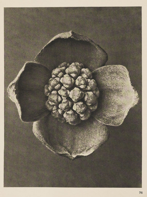 Karl Blossfeldt - Wundergarten der Natur. 1932. - 