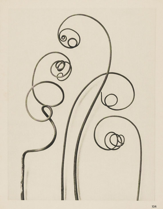 Karl Blossfeldt - Wundergarten der Natur. 1932. - 