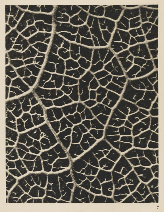 Karl Blossfeldt - Wundergarten der Natur. 1932.