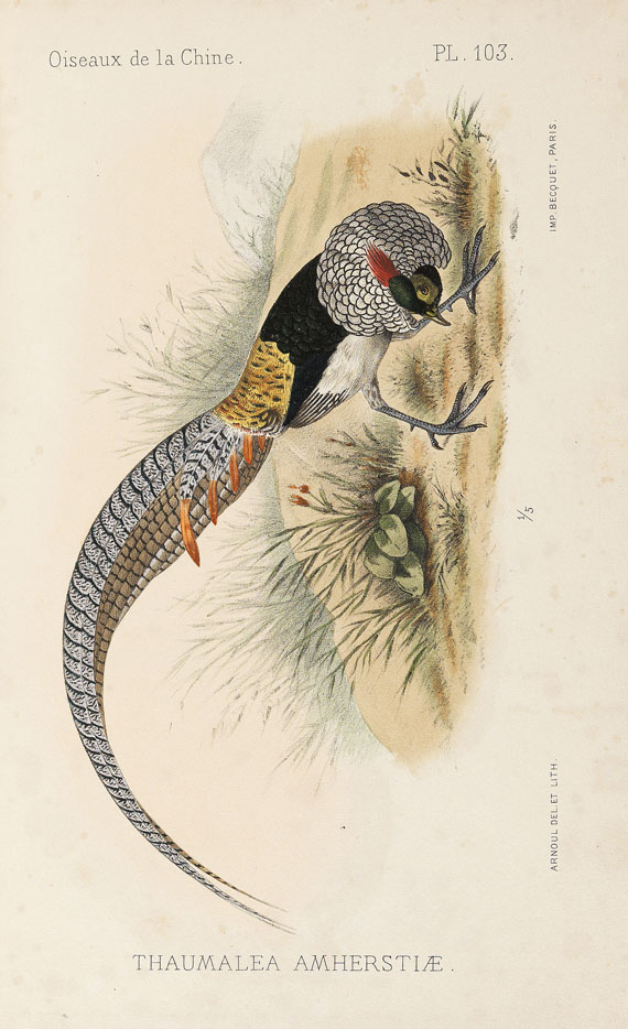 Armand David - Oiseaux de la Chine. 1877. - 