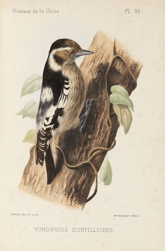 Armand David - Oiseaux de la Chine. 1877. - 