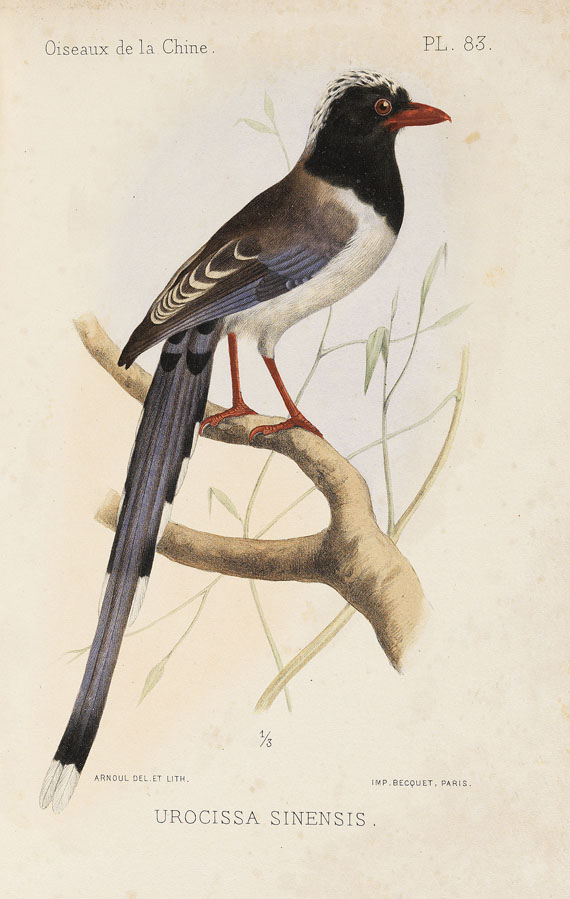 Armand David - Oiseaux de la Chine. 1877. - 