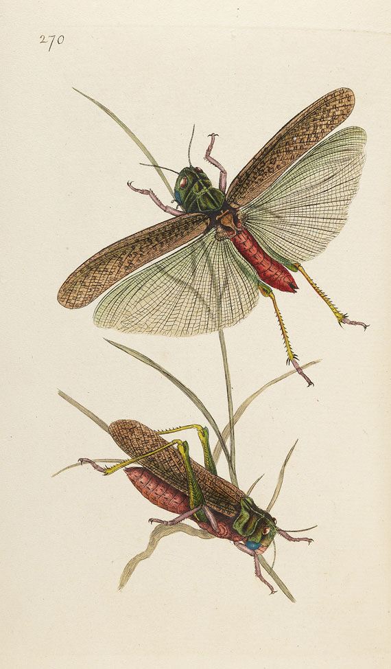 E. Donovan - Natural history of british insects. 8 Bde. 1794-1813.