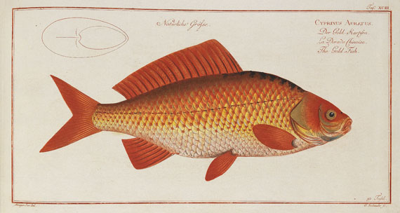 Marcus Elieser Bloch - Oecon. Naturgeschichte der Fische/d. ausländ. Fische. 5 Text- u. 4 Tafelbde. Zus. 9 Bde. 1782-87. - 