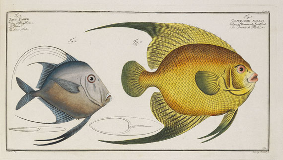 Marcus Elieser Bloch - Oecon. Naturgeschichte der Fische/d. ausländ. Fische. 5 Text- u. 4 Tafelbde. Zus. 9 Bde. 1782-87. - 