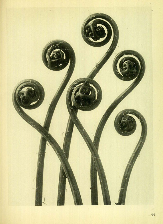  Fotografie - Blossfeldt, Karl, Urformen der Kunst. 1928.