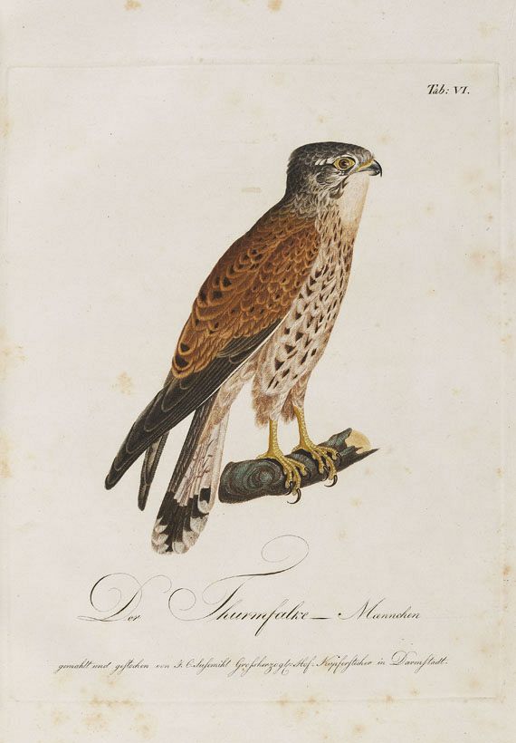 Ernst Wilhelm Drümpelmann - Abbildungen ... Thierreich aus den nördl. Provinzen Russlands. 1811. Heft 1-8 (von 9). - 