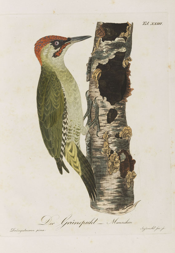 Ernst Wilhelm Drümpelmann - Abbildungen ... Thierreich aus den nördl. Provinzen Russlands. 1811. Heft 1-8 (von 9). - 