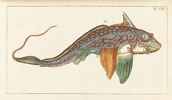 Gottlieb Tobias Wilhelm - Naturgeschichte, 1834. 27 Bde. - 