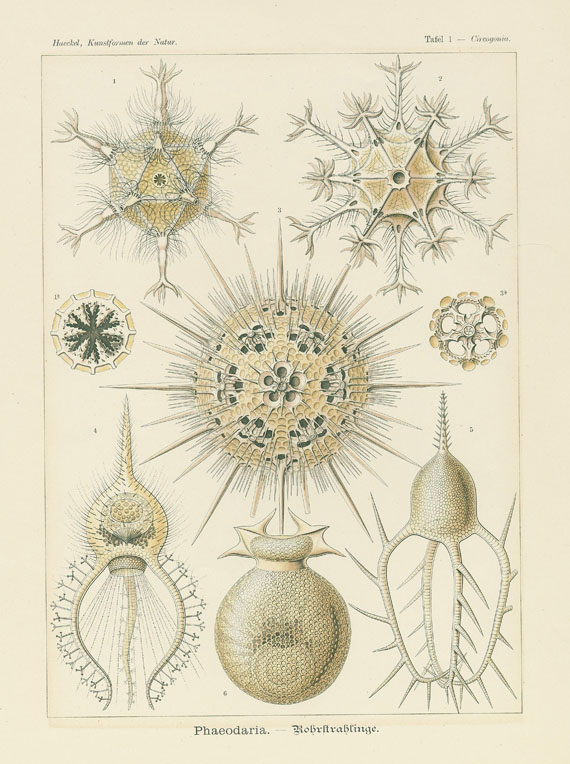 Ernst Haeckel - Kunst-Formen der Natur. 1899.