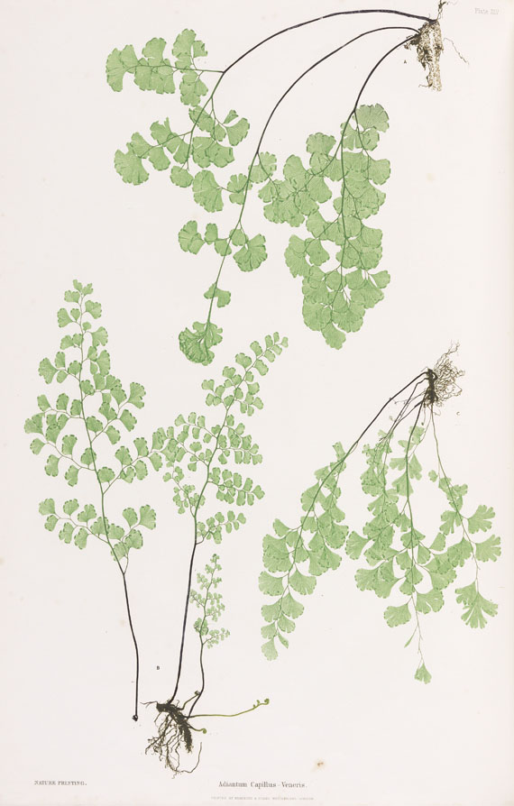 Thomas Moore - Ferns of Great Britain. 2nd. ed.1857. - 