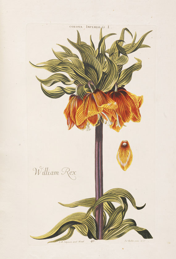 Christoph Jakob Trew - Florum imagines. 1750. - 