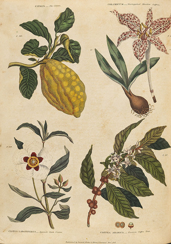 Thomas Green - Universal herbal. 2 Bde. 1824 - 