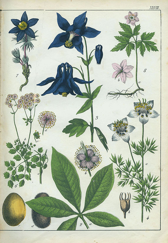 Gotthilf Heinr. von Schubert - Naturgeschichte des Pflanzenreichs. 1853 - Dabei: Pflanzenatlas. 1881