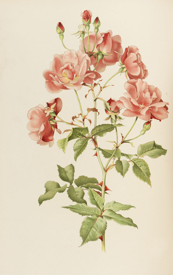 Willmott, E. - The Genus Rosa. 2 Bde. 1914