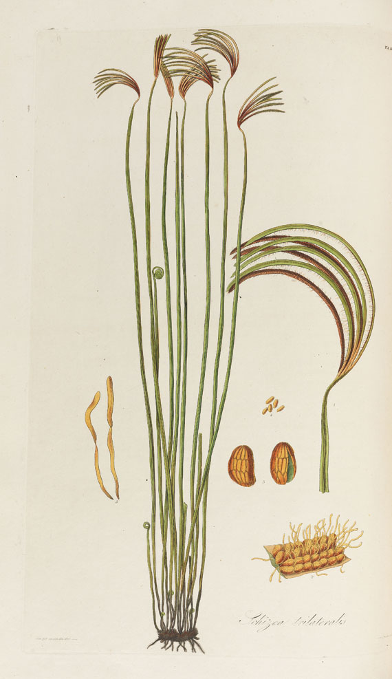 William Jackson Hooker - History of Ferns. 2 Bde. 1831 - 