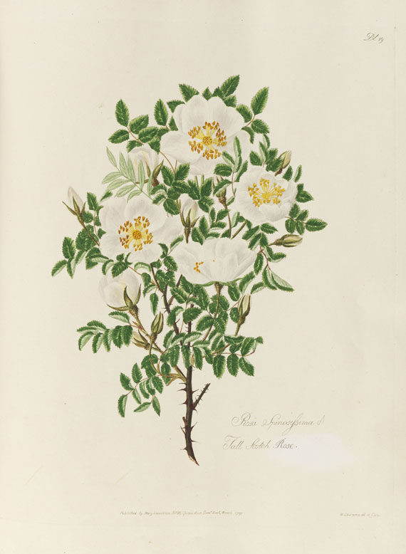 Mary Lawrance - A collection of roses. 1799. - 