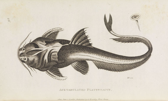 George Shaw - General zoology. 1800-26. 28 Bde.- Dabei: Zoological lectures. 1809. 2 Bde. - 