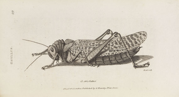 George Shaw - General zoology. 1800-26. 28 Bde.- Dabei: Zoological lectures. 1809. 2 Bde. - 