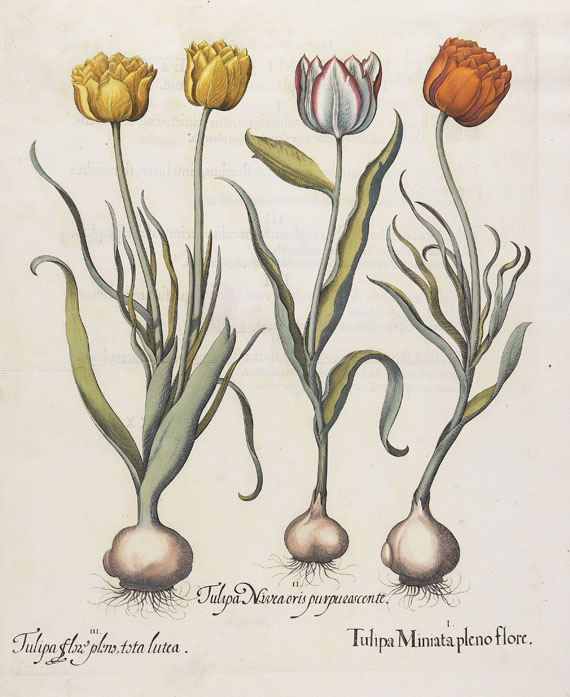 Blumen und Pflanzen - 1 Bl.Tulipa. 1613