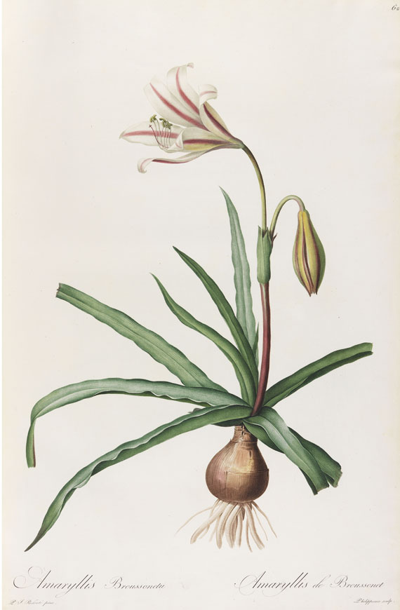 Pierre Joseph Redouté - Liliacées. 8 Bde. 1802-16. - 