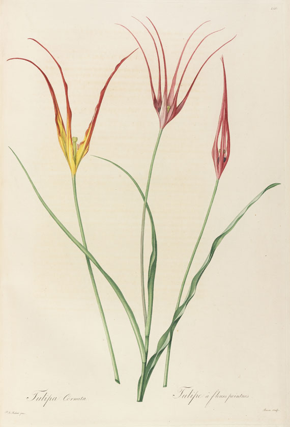 Pierre Joseph Redouté - Liliacées. 8 Bde. 1802-16. - 