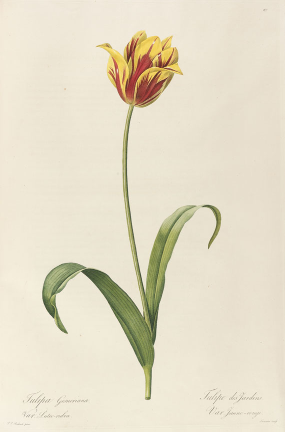 Pierre Joseph Redouté - Liliacées. 8 Bde. 1802-16.