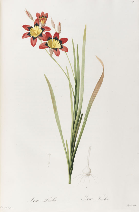 Pierre Joseph Redouté - Liliacées. 8 Bde. 1802-16. - 