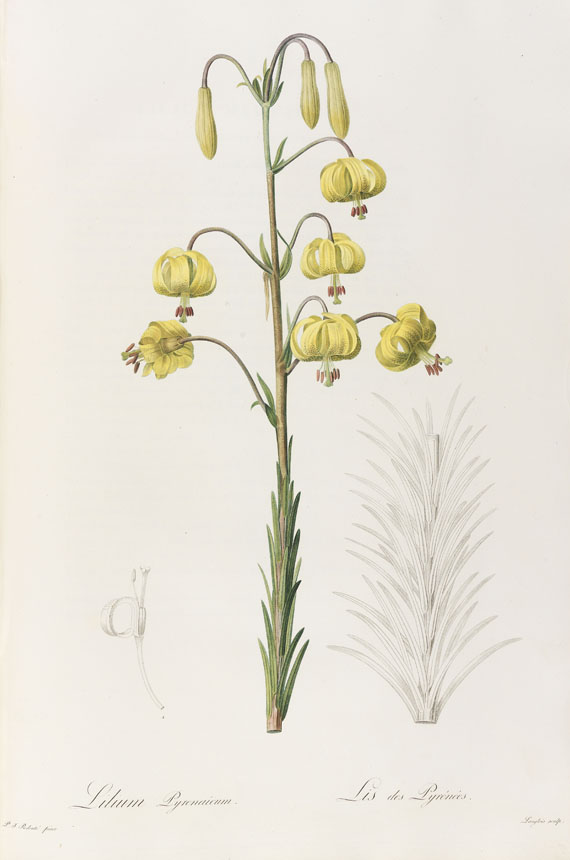 Pierre Joseph Redouté - Liliacées. 8 Bde. 1802-16. - 