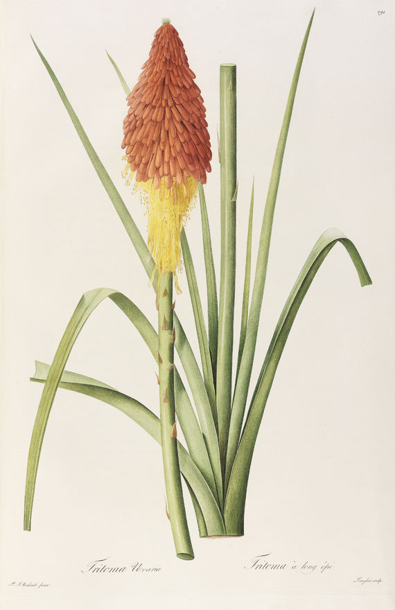 Pierre Joseph Redouté - Liliacées. 8 Bde. 1802-16. - 