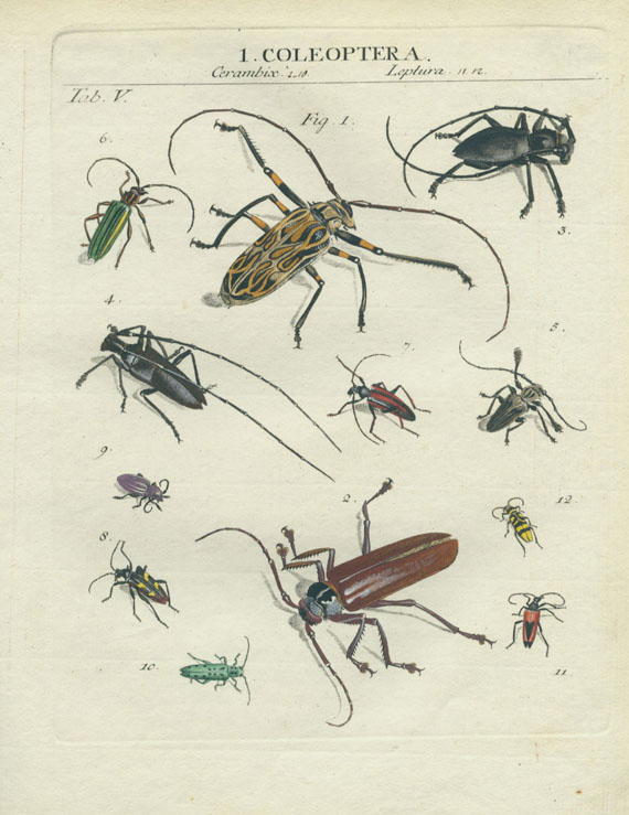 Johann Heinrich Sulzer - Abgekürzte Geschichte der Insecten. 1776.