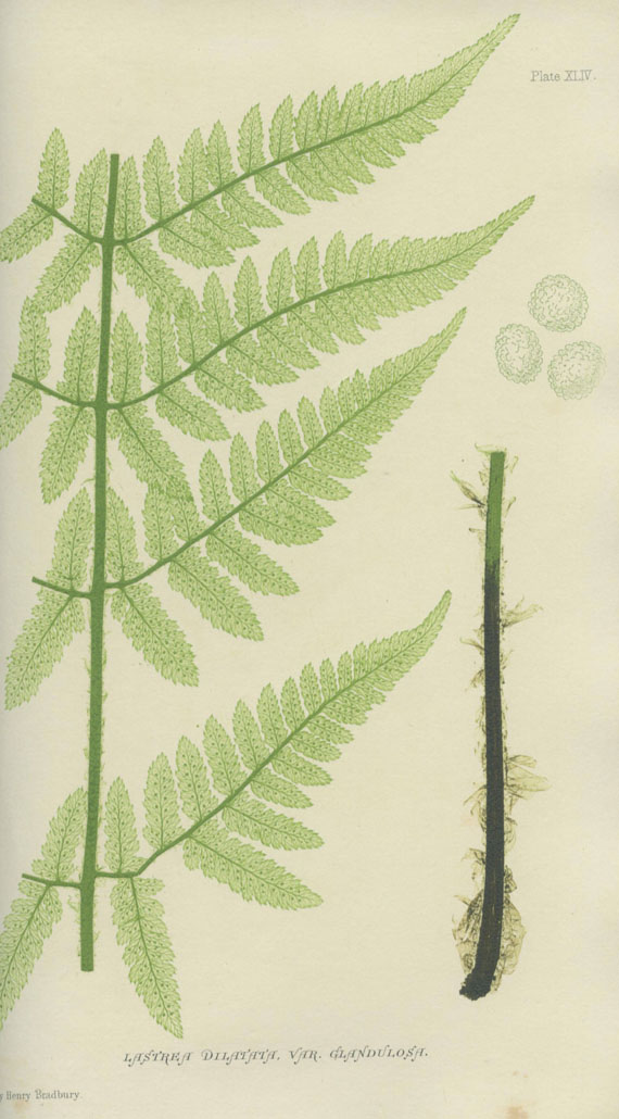 Thomas Moore - The Octavo Nature-Printed British Ferns. 1859. Halblederbände der Zeit