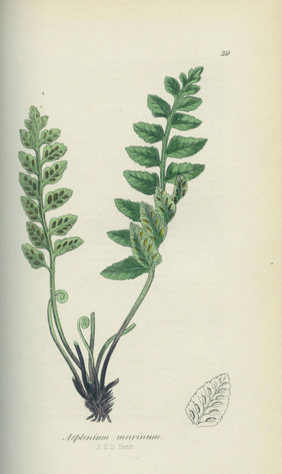 John E. Sowerby - Ferns of Great Britain, British Wild Flowers, Useful Plants. 3 Bde. 1859-1862