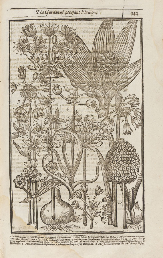 John Parkinson - Paradisi in Sole. 1629 - 