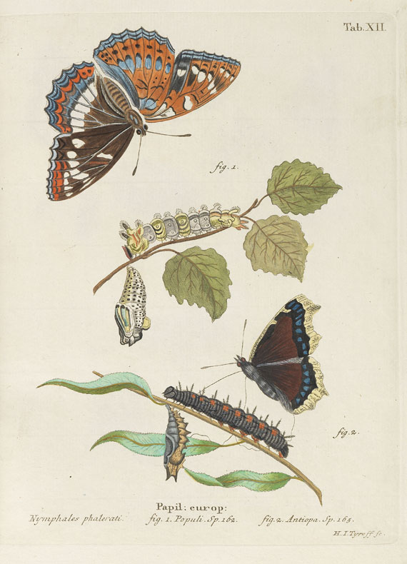 Johann Christoph Esper - Die Schmetterlinge. 5 Bde. & Suppl. in 10 Bdn. 1829ff. - 