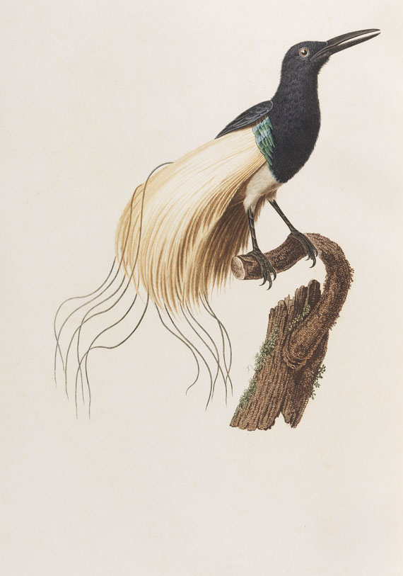 Jean Baptiste Audebert - Oiseaux dorés ou reflets métalliques. 1802. 2 Bde.. - 