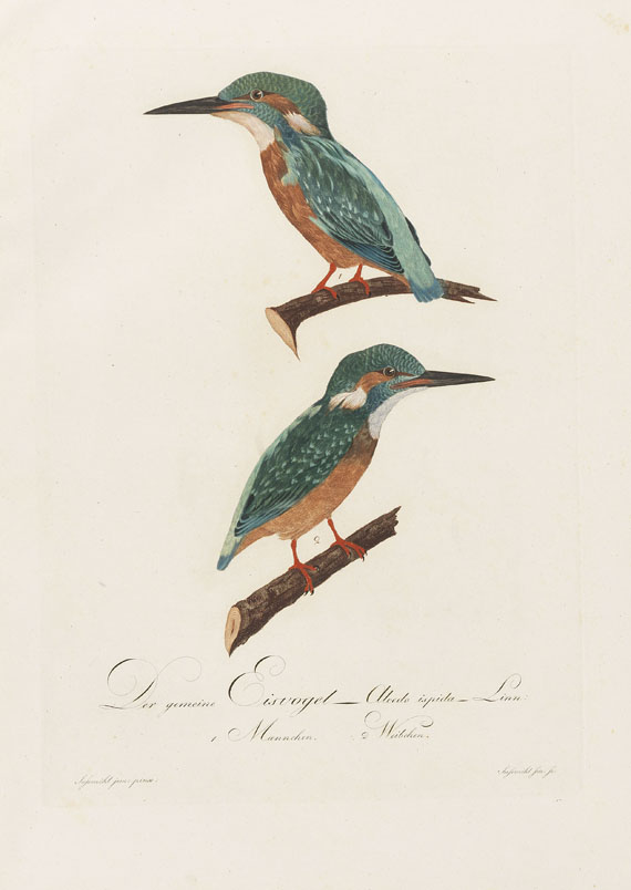 Johann Conrad Susemihl - Teutsche Ornithologie. 1800-1817. 2 Bde.. - 