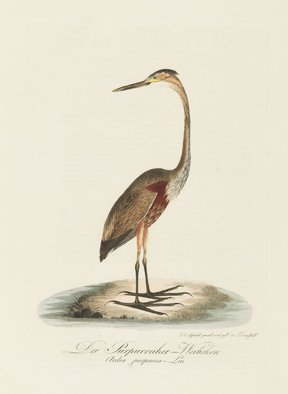 Johann Conrad Susemihl - Teutsche Ornithologie. 1800-1817. 2 Bde.. - 