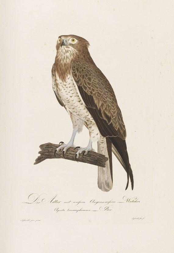 Johann Conrad Susemihl - Teutsche Ornithologie. 1800-1817. 2 Bde.. - 