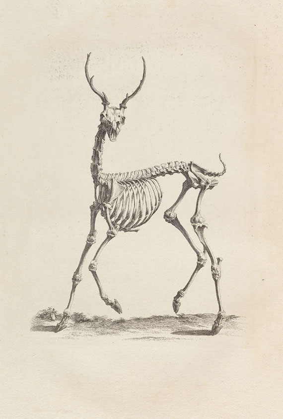 William Cheselden - Osteographia or the anatomy of the bones. 1733. - 