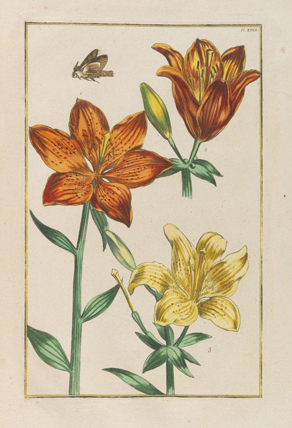 Maria Sibylla Merian - Histoire générale des insectes. Bd. 3 (von 3). 1771.