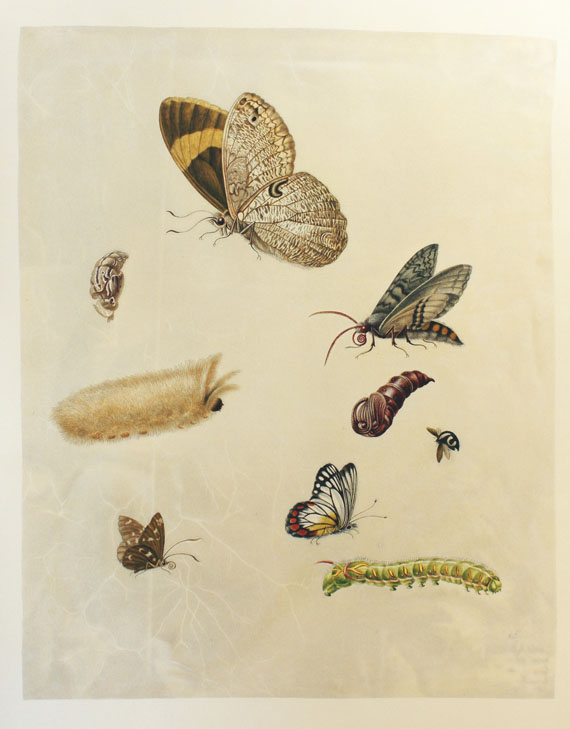 Maria Sibylla Merian - Leningrader Aquarelle. 1974. 2 Bde.