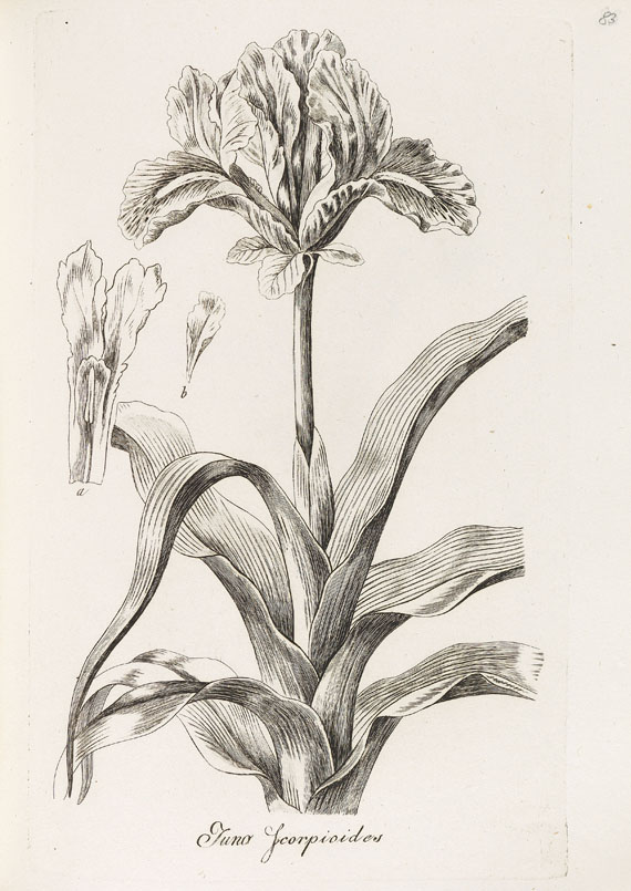 Leopold Trattinnick - Gartenpflanzen. 1821