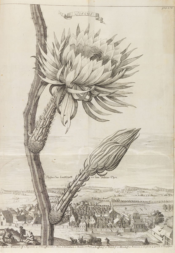 Johann Christoph Volckamer - Nürnbergische Hesperides. 1 Tl. 1708 - 